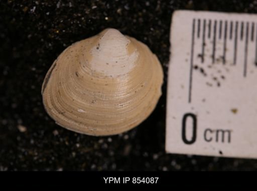 Limopsis striatopunctatus