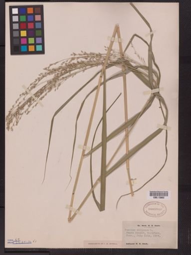 Panicum virgatum