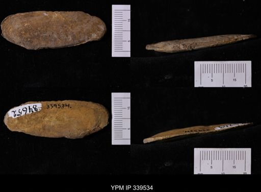 Legumen planulatum