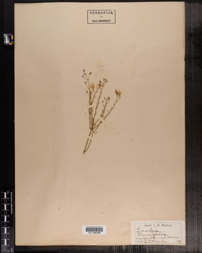 Plantae