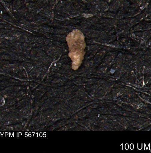 Verneuilina canadensis