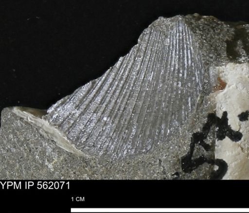 Oxytoma (Hypoxytoma) sp.
