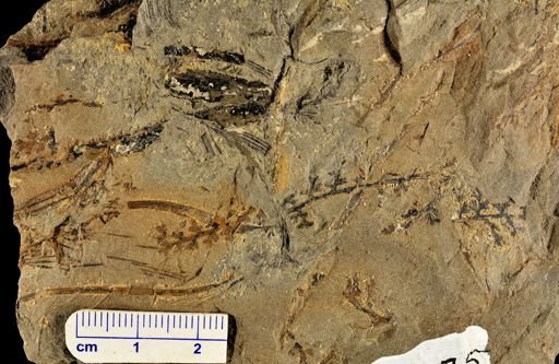 Sphenopteris sp.