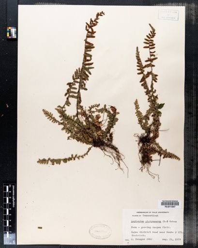 Asplenium platyneuron