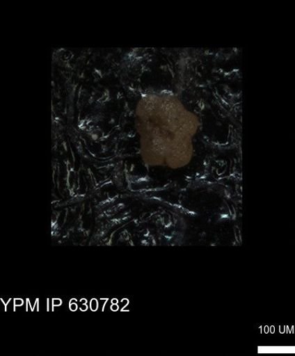 undet. Foraminiferida