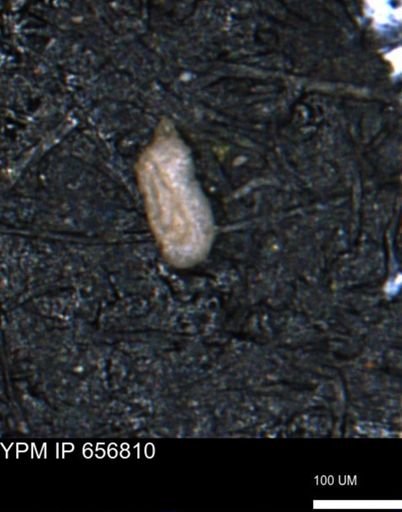 Miliammina inflata