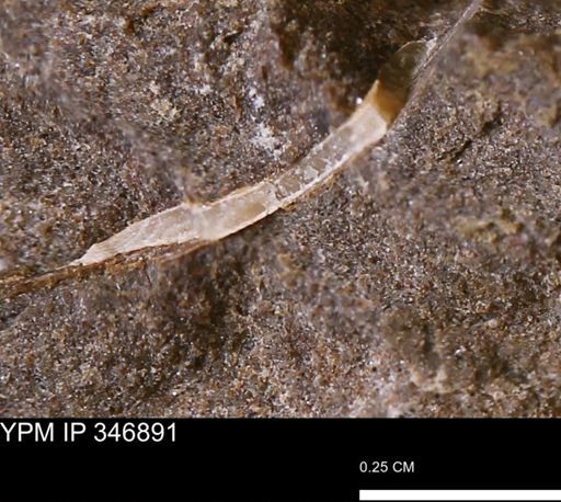 undet. Bivalvia