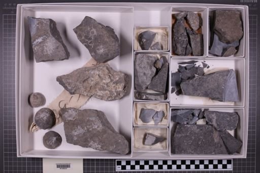 mixed taxa, stratigraphic collection