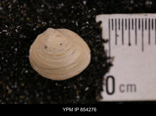 Limopsis striatopunctatus