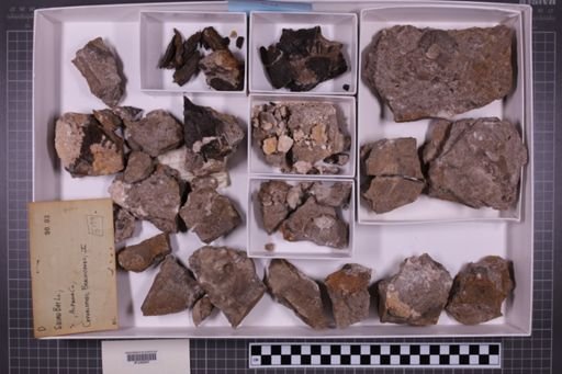 mixed taxa, stratigraphic collection