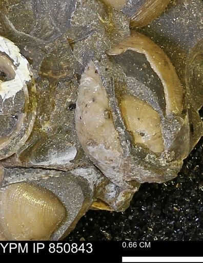 Limopsis striatopunctatus