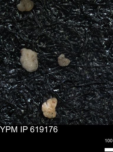 undet. Foraminiferida