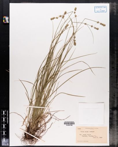 Carex rosea