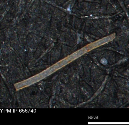 undet. Porifera