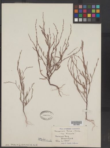 Polygonum tenue