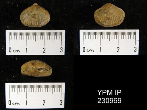Rhynchopora illinoisensis