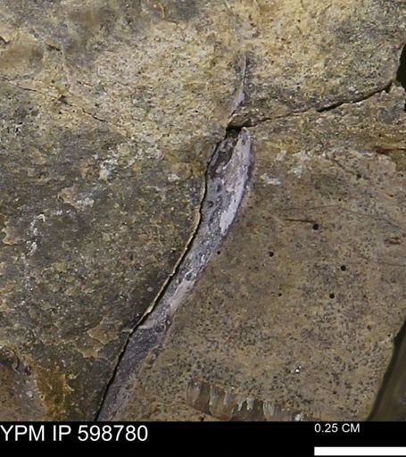 undet. Mollusca
