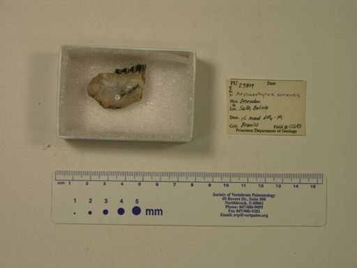 Archaeohyrax suniensis