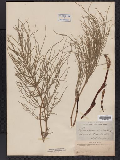 Equisetum arvense
