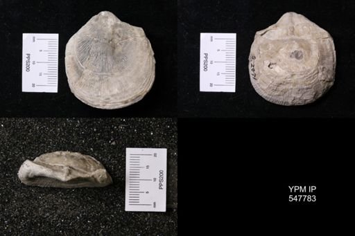 Derbya cymbula