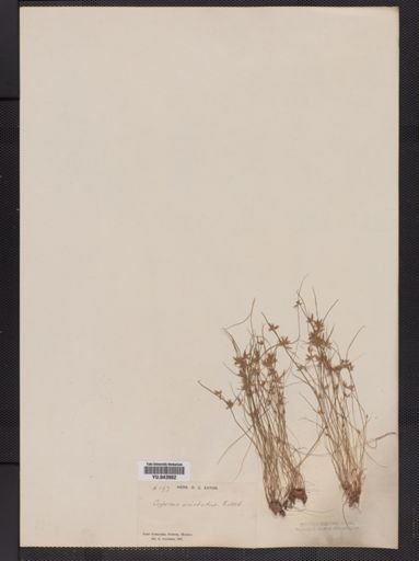 Cyperus aristatus