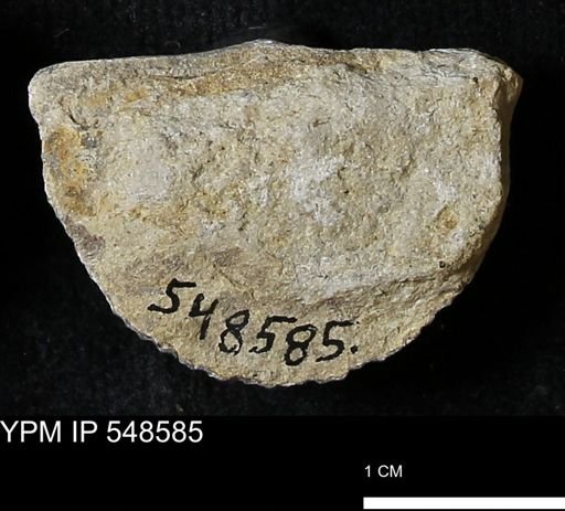 Stropheodonta inflexa?