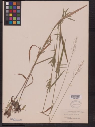 Panicum spretum