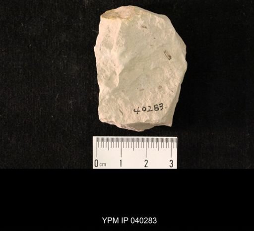 undet. Hexapoda