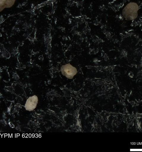 undet. Foraminiferida