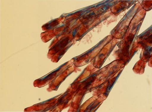 Crisularia turrita