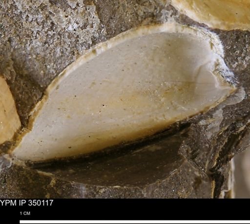 undet. Bivalvia