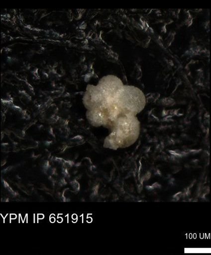 undet. Rugoglobigerinidae