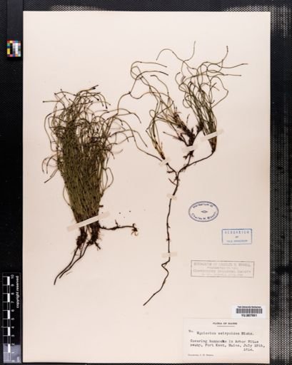 Equisetum scirpoides