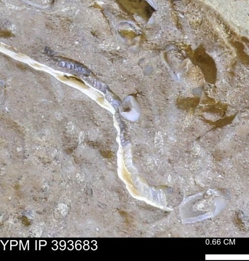 undet. Serpulidae