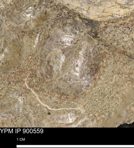 Anomia gryphorhyncha