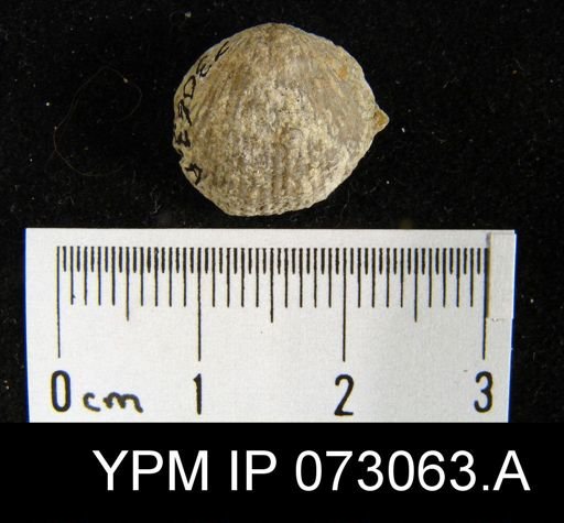 Atrypa tennesseensis