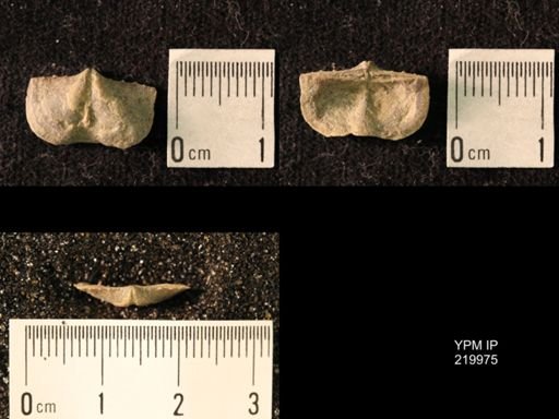 Chonetes sp.