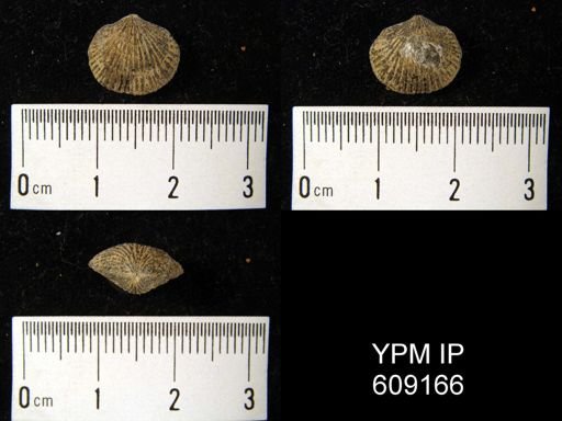 Atrypa reticularis