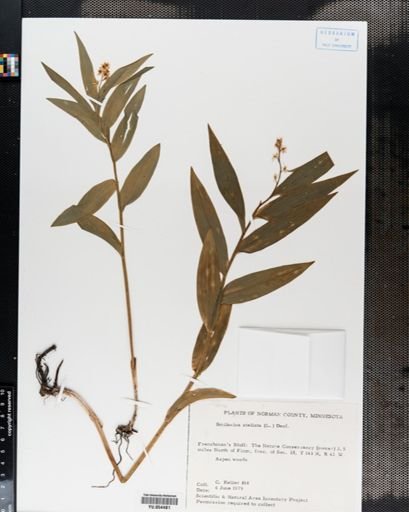 Smilacina stellata