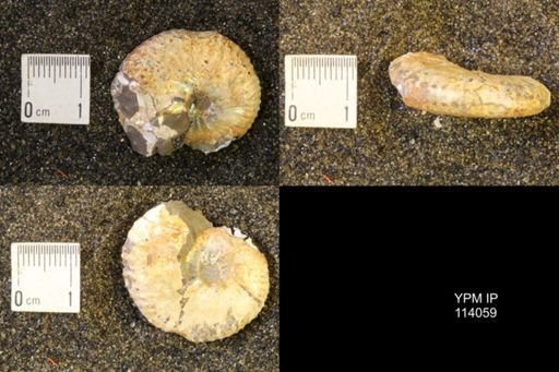 Discoscaphites conradi