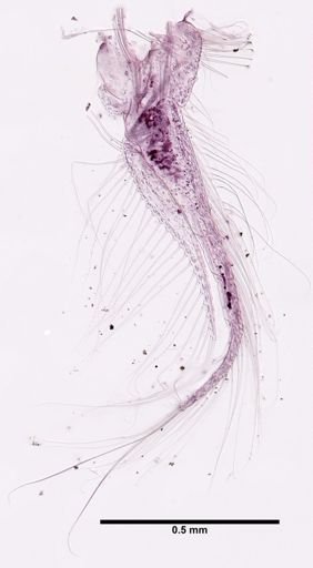 Paranebalia