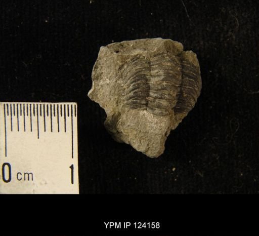 Phacops rana