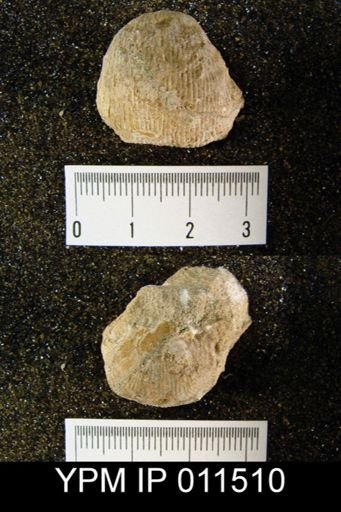 Linoproductus sp.