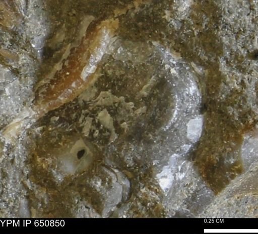undet. Bivalvia