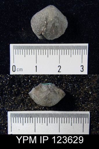 Spirifer concinnus
