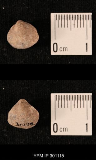 Ambocoelia sp.