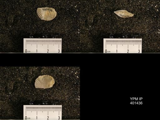 Plectorthis plicatella