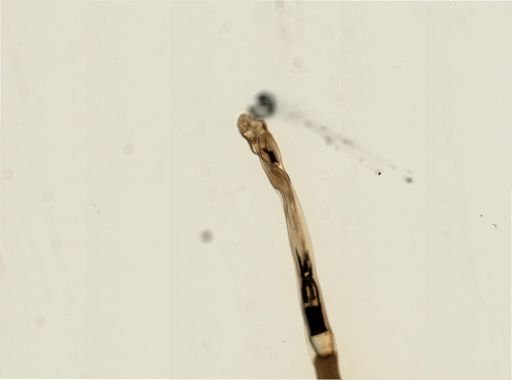 Myopsida