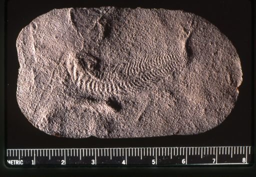 Spriggina floundersi
