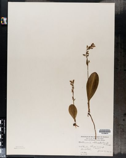 Habenaria